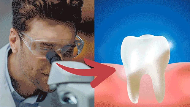 Researcher studying oral health beside an illustration of a healthy tooth and gum
